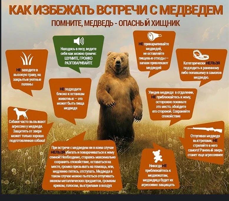 medved